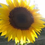 Holiday home Porta Vecchia Montalcino