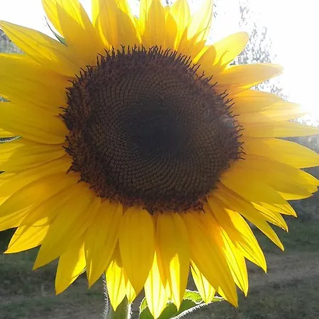Holiday home Porta Vecchia Montalcino
